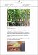 Ketum bantu cegah kerosakan hati, buah pinggang.pdf.jpg
